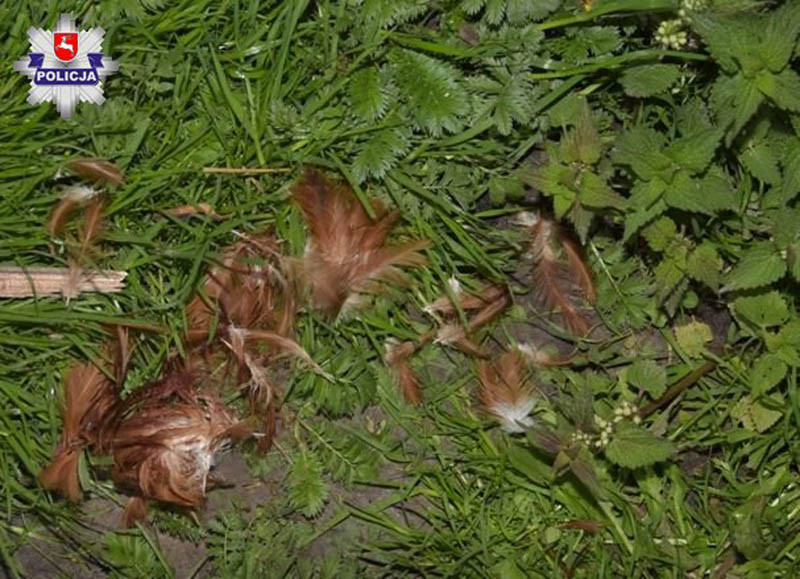 zdjecie-1